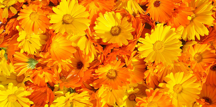 Flor de calendula